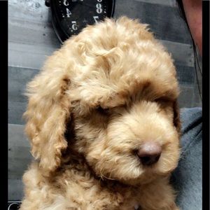 Meet your Posher, 5kblessings